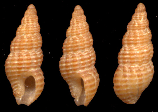 Famiglia Buccinidae: il genere Chauvetia